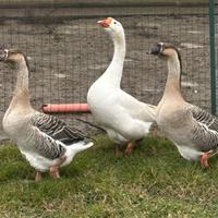 Oche Campidoglio e bianca Romagnola