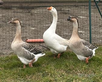 Oche Campidoglio e bianca Romagnola
