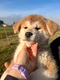 Cuccioli Akita Inu