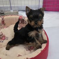 York schire con pedigree