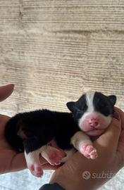 Cucciolo pastore australiano pedigree