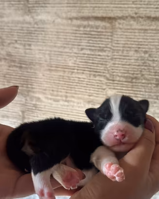 Cucciolo pastore australiano pedigree