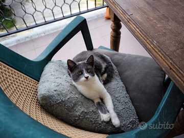 Adorabile gattina di sei mesi di nome Lelah