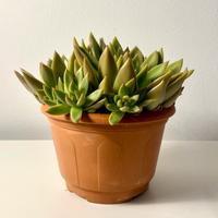 Pianta grassa Echeveria Agavoides vaso cm.15