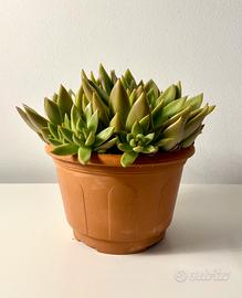 Pianta grassa Echeveria Agavoides vaso cm.15