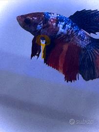 Betta femmine multi colore