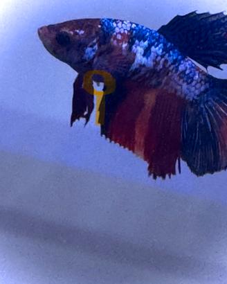 Betta femmine multi colore