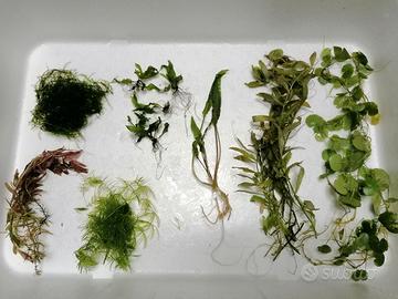 Pianta acquario pesci