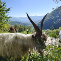 Becco capra orobica 4 anni