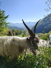 Becco capra orobica 4 anni