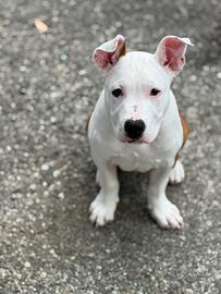 Cucciolo di amstaff