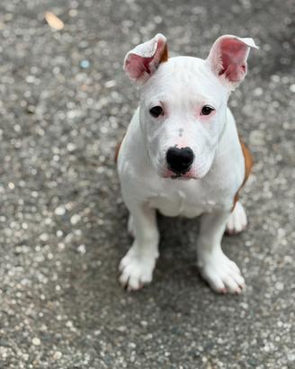 Cucciolo di amstaff