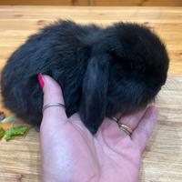 Coniglio ariete nano per minilop