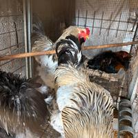 Galli e galline brahma