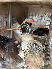 Galli e galline brahma