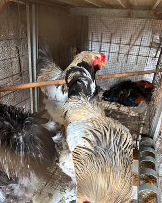 Galli e galline brahma