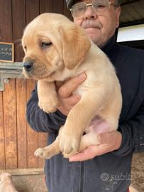 Labrador miele con pedigree