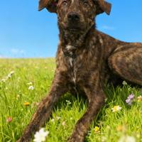 Cane dolce adotta con vaccino bravo al guinzaglio