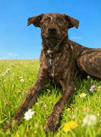 Cane dolce adotta con vaccino bravo al guinzaglio