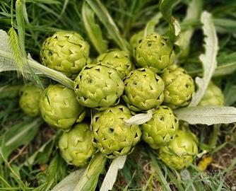 Carciofo bianco di Pertosa