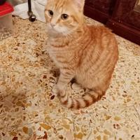 Gattino rosso 5 mesi