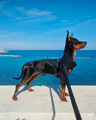 Pinscher Per Accoppiamento