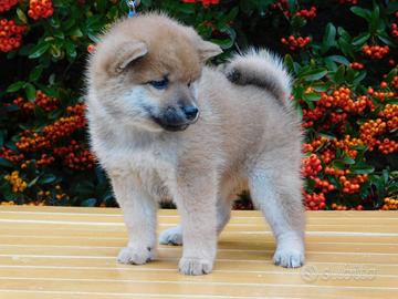 Meravigliosi cuccioli di Shiba