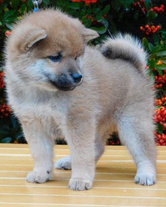 Meravigliosi cuccioli di Shiba