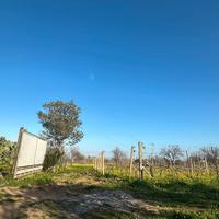 Terreno agricolo Capoterra Vigneto e Uliveto