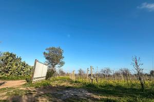 Terreno agricolo Capoterra Vigneto e Uliveto