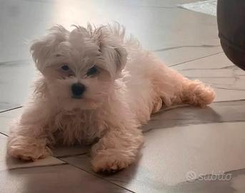 Maltese femminuccia 3 mesi