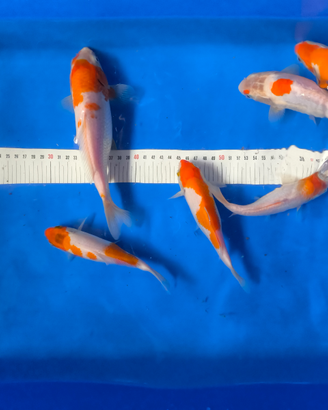 Koi kohaku