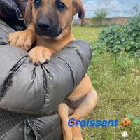 Trovatelli morbidosi