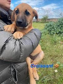 Trovatelli morbidosi