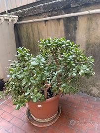 Crassula ovata gigante – Albero di Giada