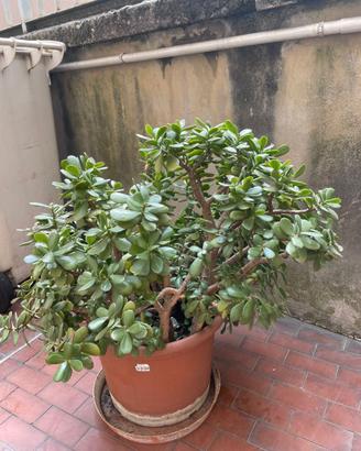 Crassula ovata gigante – Albero di Giada