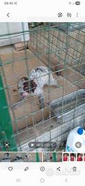 Cucciola di lagotto romagnolo