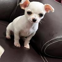 Chihuahua cuccioli