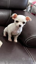 Chihuahua cuccioli