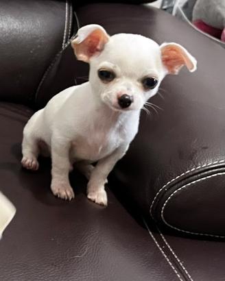 Chihuahua cuccioli