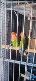 Inseparabili