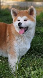 Cucciolo Akita Inu pedigree
