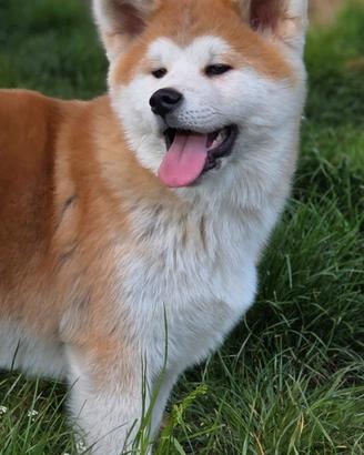 Cucciolo Akita Inu pedigree