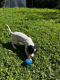 Cuccioli Setter Inglese di genealogia selezionata