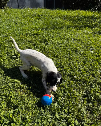 Cuccioli Setter Inglese di genealogia selezionata