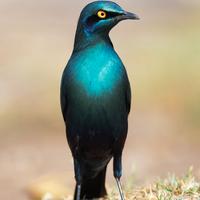 Coppia storno metallico