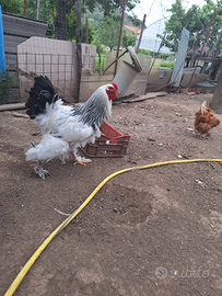 Brahma bianco columbia