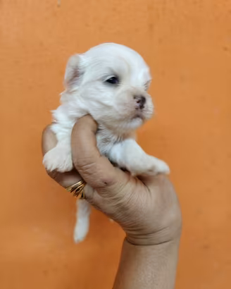 Maltese