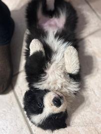 Disponibile ultima cucciola di Border Collie
