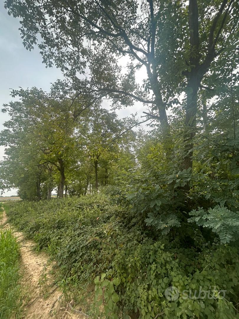 Terreno boschivo di circa 110 alberi a Carmagnola - Vista 5